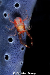 The Moonbug ;)

Nikon D200 in Nexus housing, Inon Z-240... by Christian Skauge 